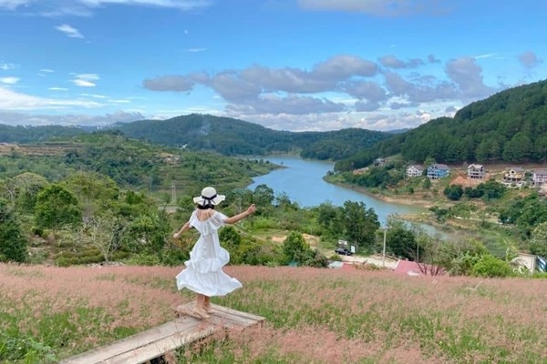 Loại cỏ hồng này khác với cỏ tuyết và cỏ đuôi chồn