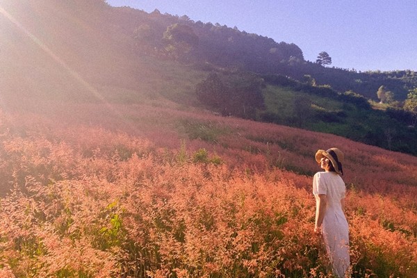 Do có bàn tay con người chăm sóc nên đồi cỏ hồng nở quanh năm