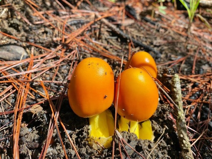 104271852 2964177367028499 3265799806360246033 O