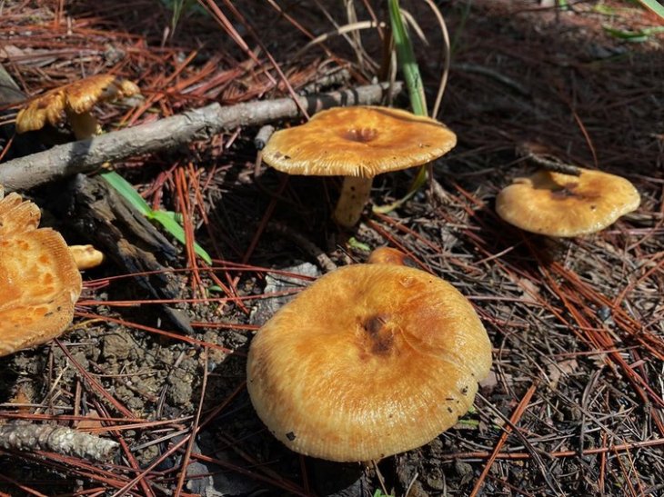 104682251 2964177280361841 945814370815089155 O