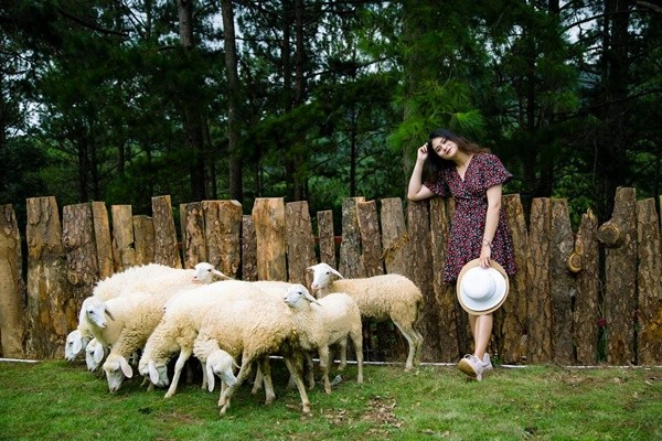 Quán cà phê có cừu đầu tiên tại Đà Lạt - Ảnh: Bi Beli