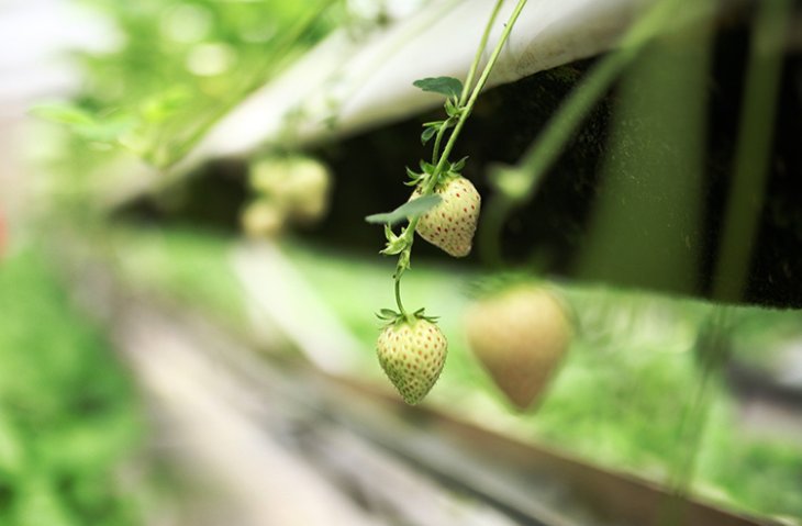 Khi bé, quả dâu màu xanh, lúc chín chuyển dần sang màu trắng, còn mắt dâu lại có màu chấm bi đỏ khá đẹp