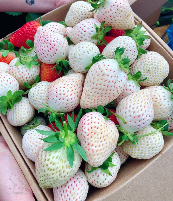 Mỗi kg dâu Bạch Tuyết dao động từ 800.000 - 1.000.000 đồng/kg tại vườn, tùy theo 4 size theo chuẩn A, B, B+ và C