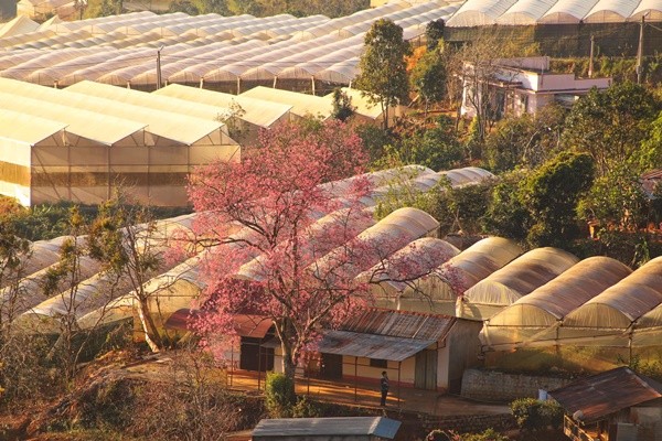 67720272 868320056875809 1815892390129434624 O