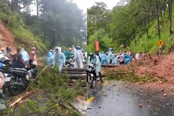 Cay Nga Do Deo Prenn