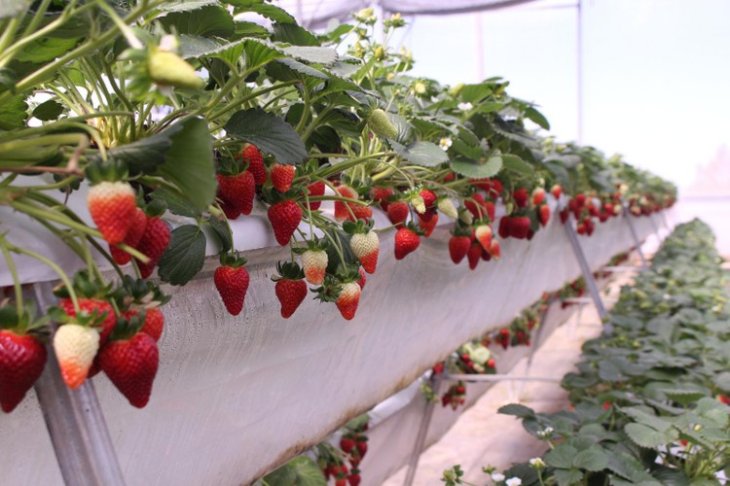 Fa2 1595472255489519049646