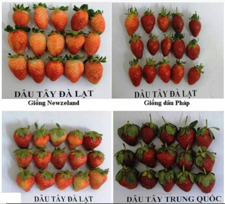 Phan Biet Dau Tay 15954718245011978088971