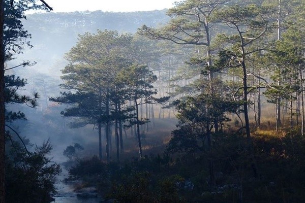 Những rừng thông mờ ẩn trong làn sương