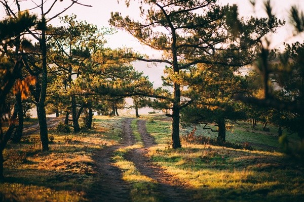 Khung cảnh thơ mộng