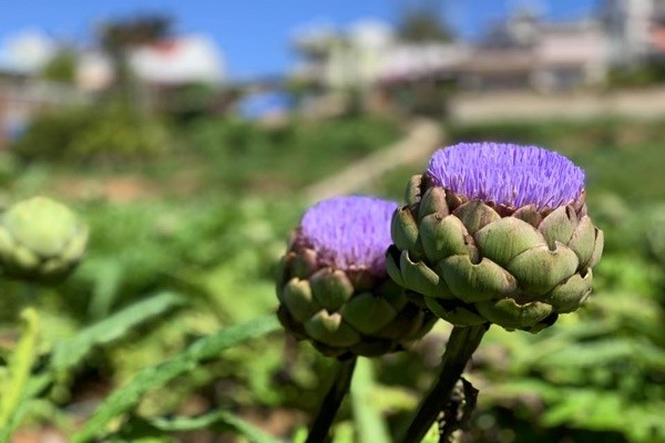 Hoa Atiso với vẻ ngoài khá đặc biệt