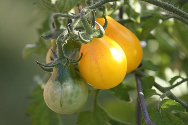 Cà chua vàng chứa nhiều chất dinh dưỡng