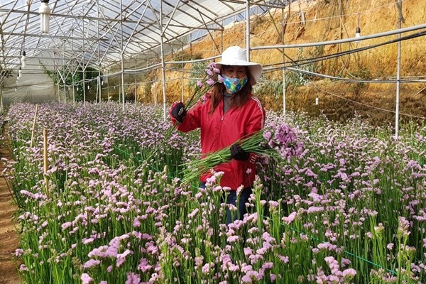 Giá các loại hoa khác cũng tăng lên nhiều