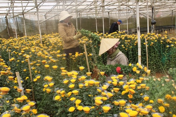 Sau thất bại ở mùa dịch đầu tiên giá hoa cúc ở Đà Lạt đã có chuyển biến