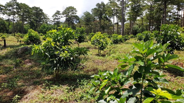 Ngang nhiên phá rừng để trồng cây bơ - Ảnh: Khánh Phúc