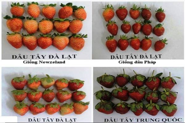 Cach Phan Biet Dau Tay