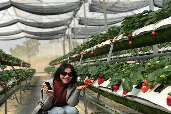 Vươn-dau-da-lat-thang-thinh