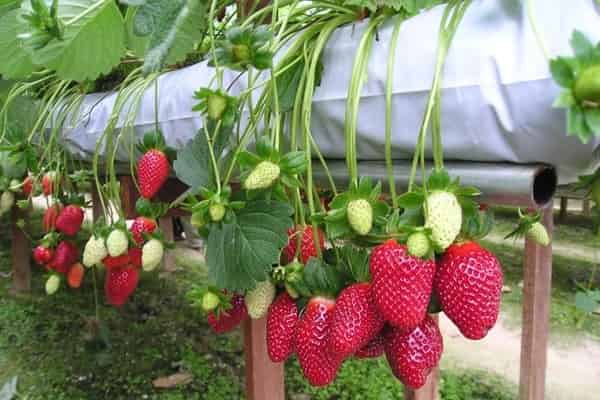 Vuon Dau Da Lat Cong Nghe Cao