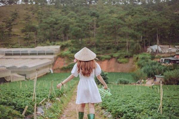 Vuon Dau Da Lat Gia Re