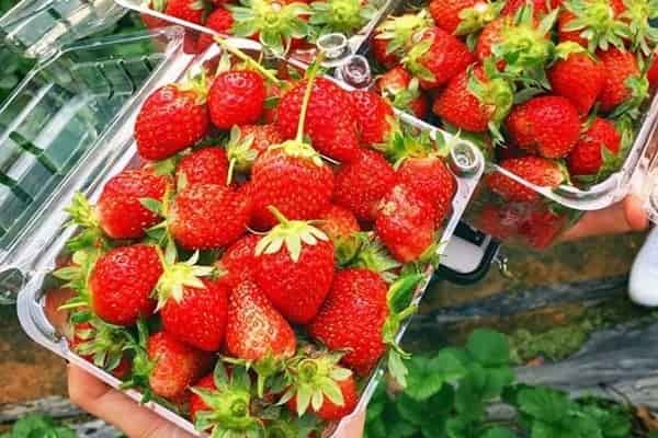 Vuon Dau My Tien Da Lat