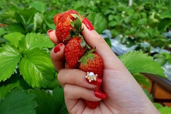 Vuon Dau Nhat Da Lat