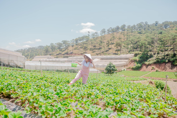 Kinh Nghiem Mua Dau Tai Vuon 2