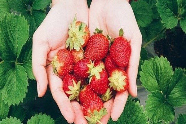 Vuon Dau Da Lat 88 Thanh Mau 3380