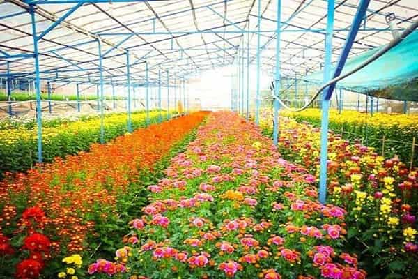 Lang Hoa Van Thanh Da Lat