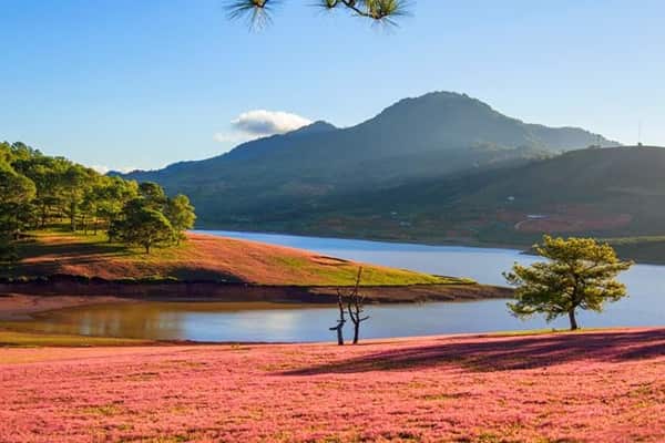 Doi Co Hong Thung Lung Vang