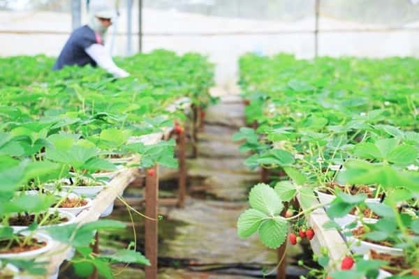 Vuon Dau Biofresh Da Lat Ho Than Tho