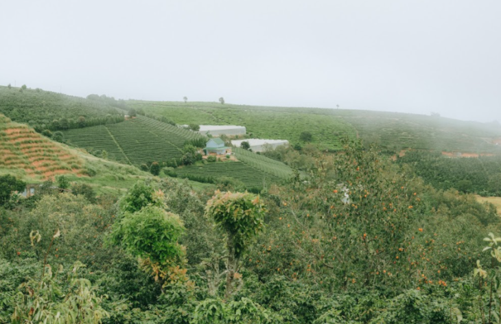 Vuon Hong Doi Che Cau Dat