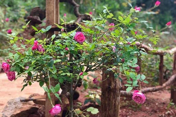 Hoa Son Dien Trang O Sa Lat