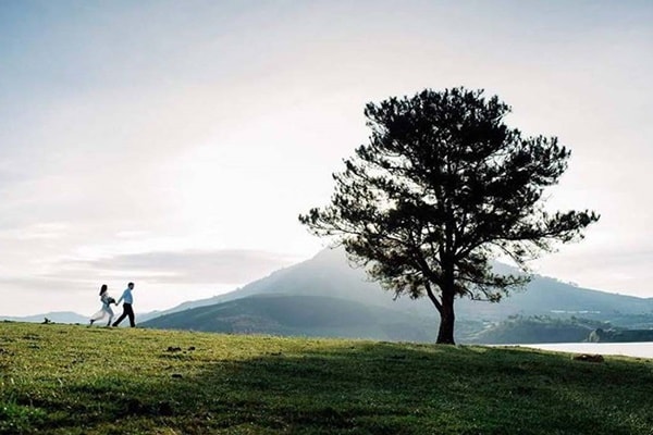 Cay Co Don Suoi Vang Da Lat