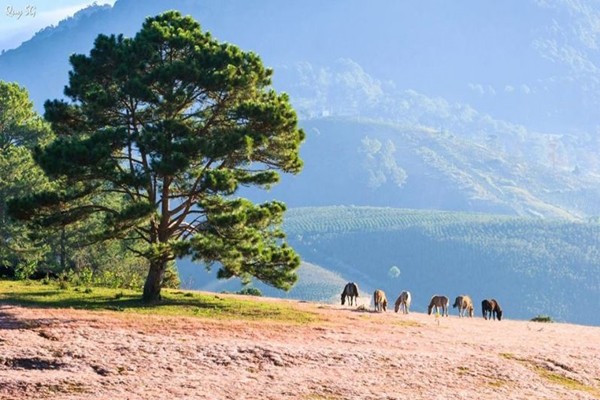 Khung cảnh thơ mộng tại Suối Vàng Đà Lạt