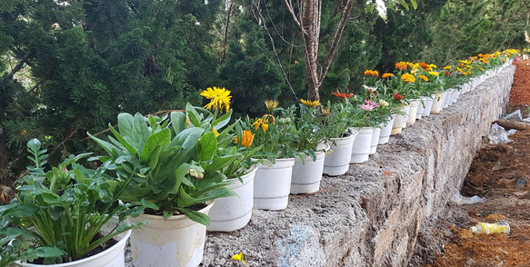 Bo Ke Da Rung Xam Chiem