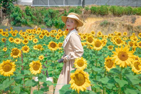 Canh Dong Hoa Huong Duong