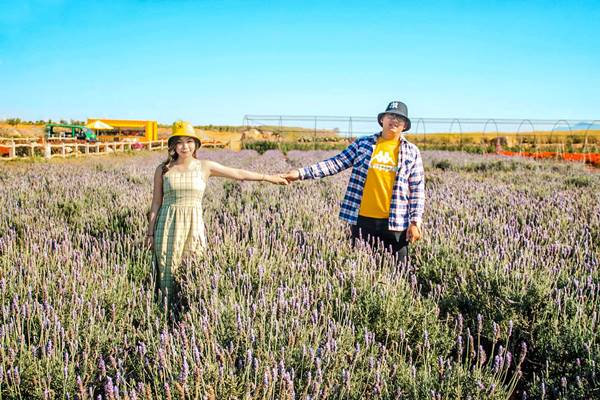 Canh Dong Hoa Lavender