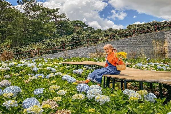 Canh Dong Hoa O Da Lat