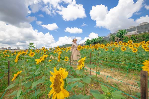 Hoa Huong Duong Da Lat