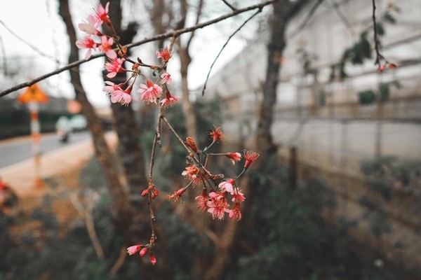 Loài hoa báo hiệu một năm mới sắp đến