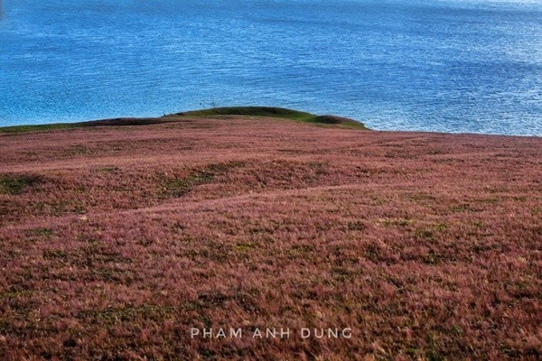 Đồi cỏ hồng bạt ngàn