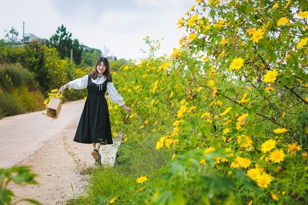 Dã quỳ rực rỡ luôn được nhiều người tìm đến để check-in