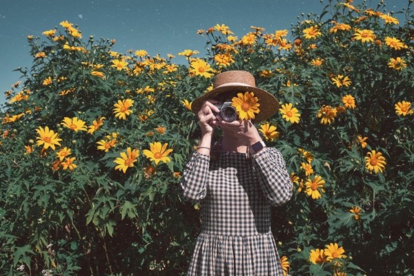 Đừng quên sắc vàng rực rỡ của dã quỳ