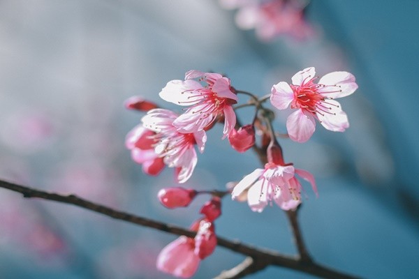 Những nụ hoa mong manh đầu tiên