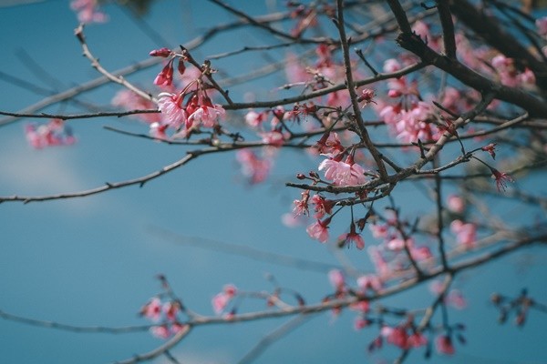 Đừng bỏ lỡ mùa Mai Anh Đào năm nay nhé