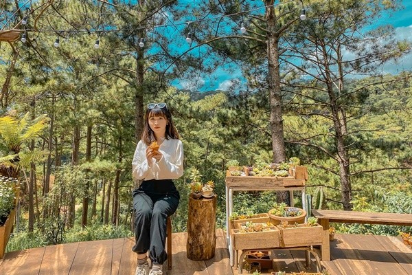 Rừng thông bao bọc quanh quán 