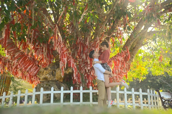 Cay Tinh Yeu Doi Mong Mo