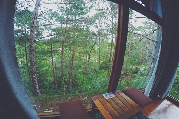 Căn phòng bắt trọn view rừng