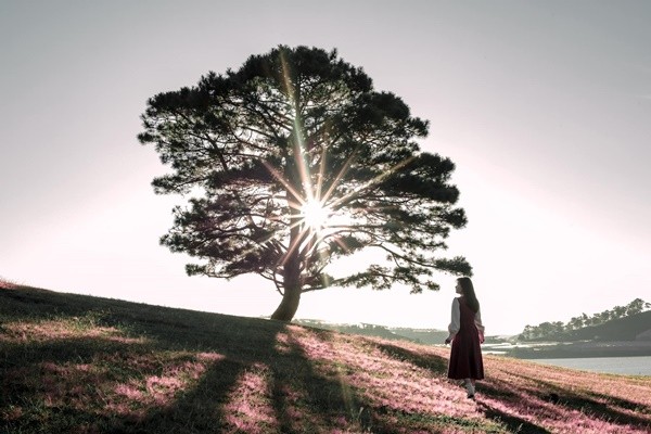 Cỏ hồng tại cây thông cô đơn