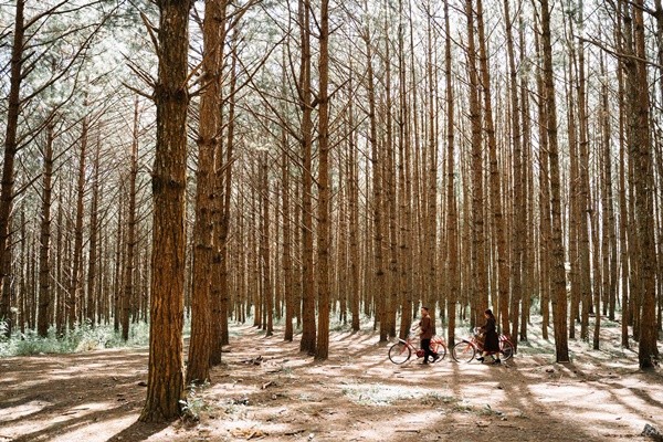 Rừng thông khô Đà Lạt