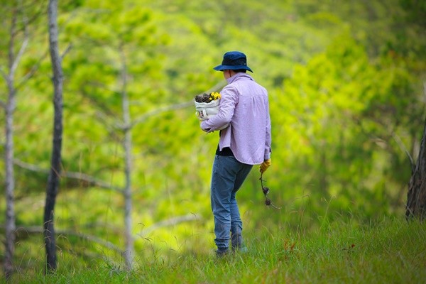 Những trái thông được nâng niu